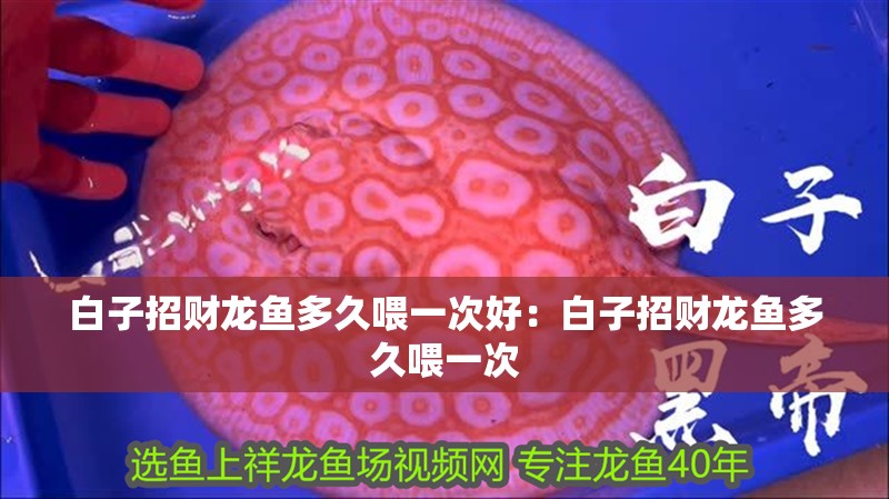 白子招財龍魚多久喂一次好：白子招財龍魚多久喂一次