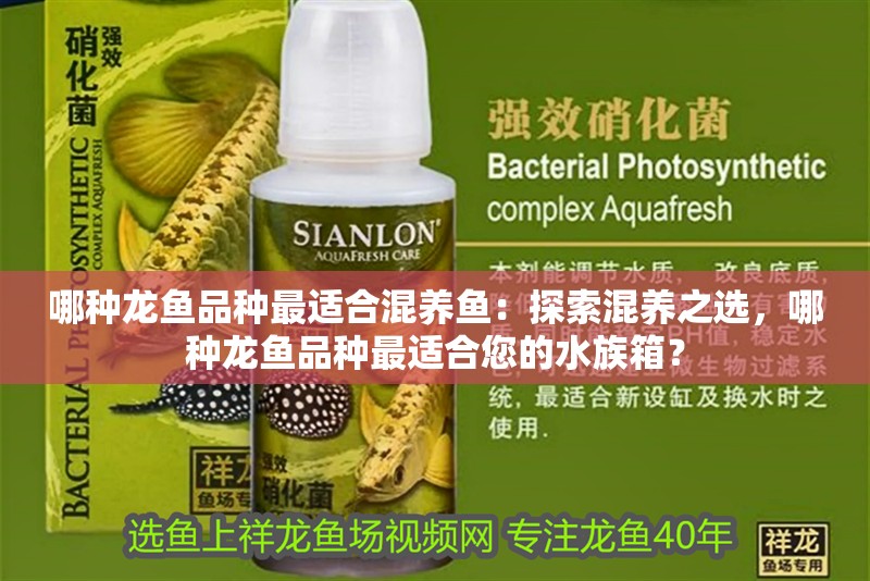 哪種龍魚品種最適合混養魚：探索混養之選，哪種龍魚品種最適合您的水族箱？