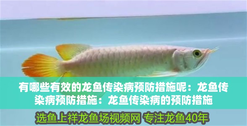 有哪些有效的龍魚傳染病預防措施呢：龍魚傳染病預防措施：龍魚傳染病的預防措施