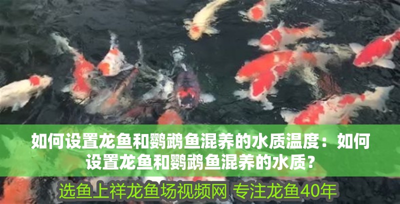 如何設(shè)置龍魚和鸚鵡魚混養(yǎng)的水質(zhì)溫度：如何設(shè)置龍魚和鸚鵡魚混養(yǎng)的水質(zhì)？