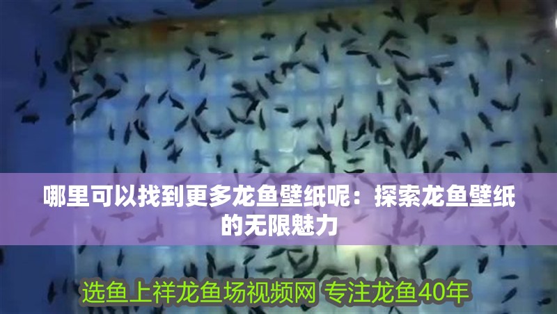 哪里可以找到更多龍魚壁紙呢：探索龍魚壁紙的無限魅力