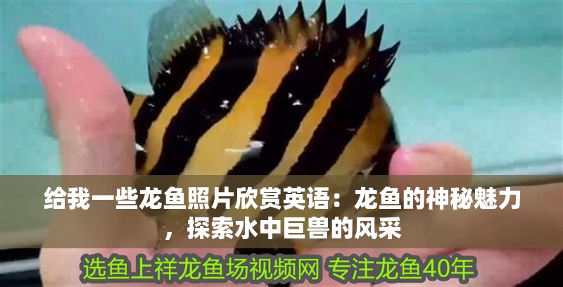 給我一些龍魚(yú)照片欣賞英語(yǔ)：龍魚(yú)的神秘魅力，探索水中巨獸的風(fēng)采