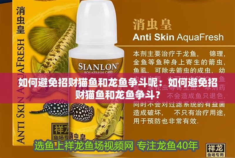 如何避免招財貓魚和龍魚爭斗呢：如何避免招財貓魚和龍魚爭斗？