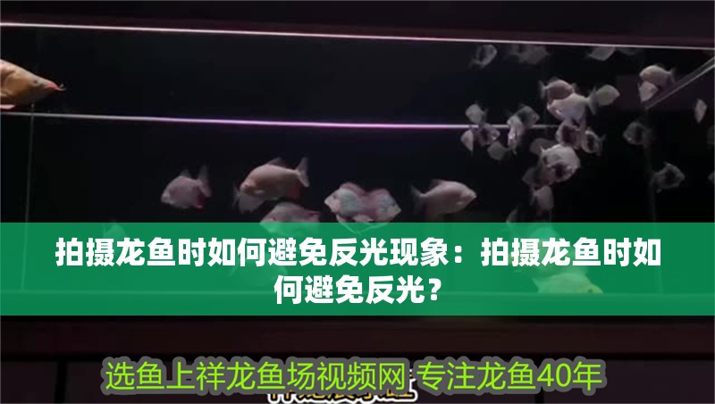 拍攝龍魚時如何避免反光現(xiàn)象：拍攝龍魚時如何避免反光？