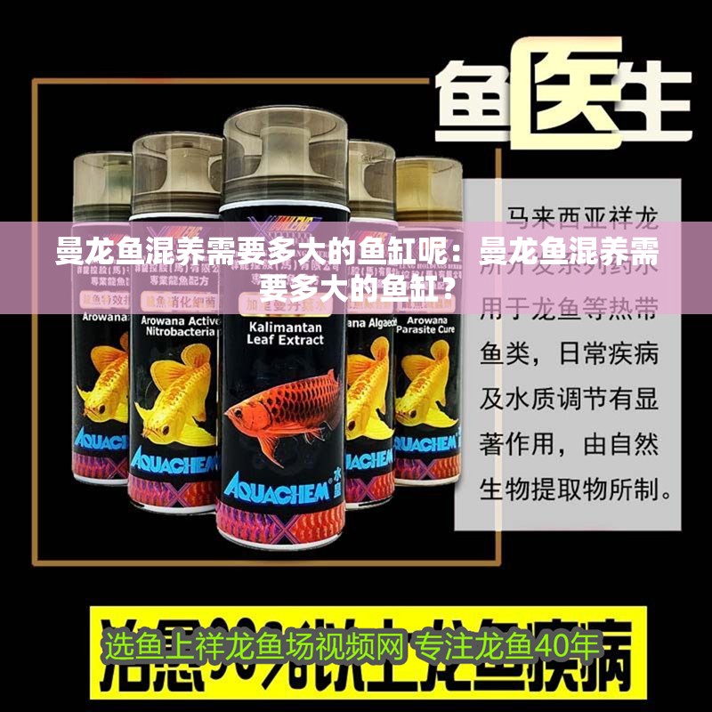 曼龍魚(yú)混養(yǎng)需要多大的魚(yú)缸呢：曼龍魚(yú)混養(yǎng)需要多大的魚(yú)缸？