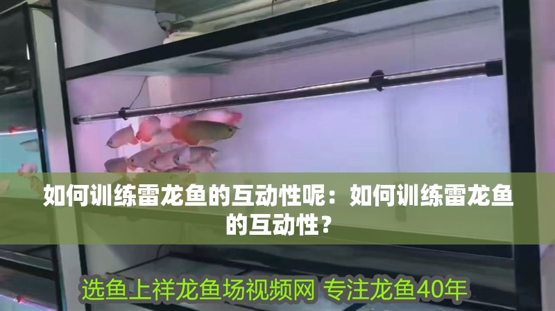如何訓練雷龍魚的互動性呢：如何訓練雷龍魚的互動性？