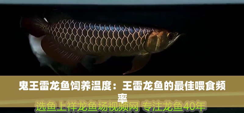 鬼王雷龍魚飼養溫度：王雷龍魚的最佳喂食頻率