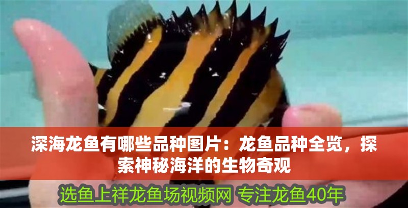 深海龍魚有哪些品種圖片：龍魚品種全覽，探索神秘海洋的生物奇觀
