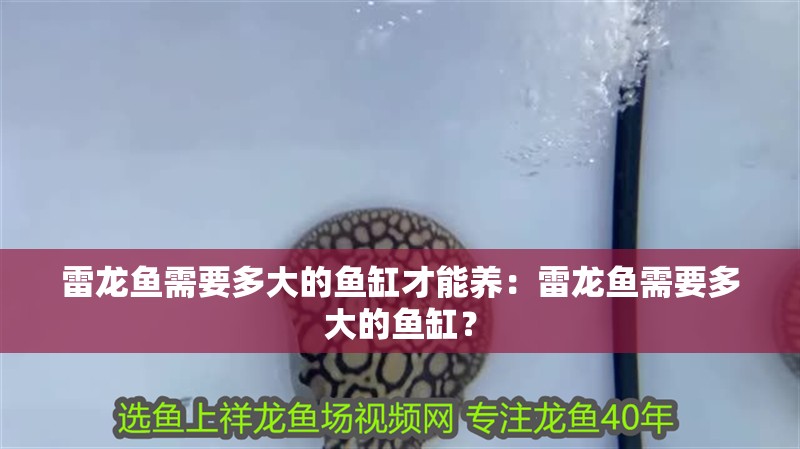 雷龍魚需要多大的魚缸才能養：雷龍魚需要多大的魚缸？