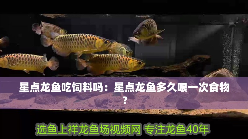 星點(diǎn)龍魚(yú)吃飼料嗎：星點(diǎn)龍魚(yú)多久喂一次食物？