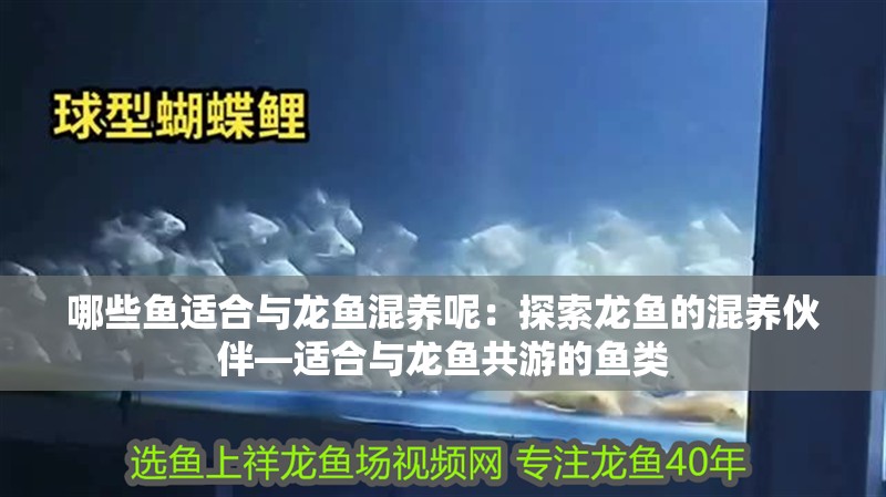 哪些魚適合與龍魚混養呢：探索龍魚的混養伙伴—適合與龍魚共游的魚類