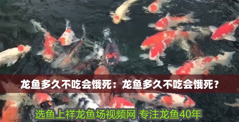 龍魚多久不吃會餓死：龍魚多久不吃會餓死？