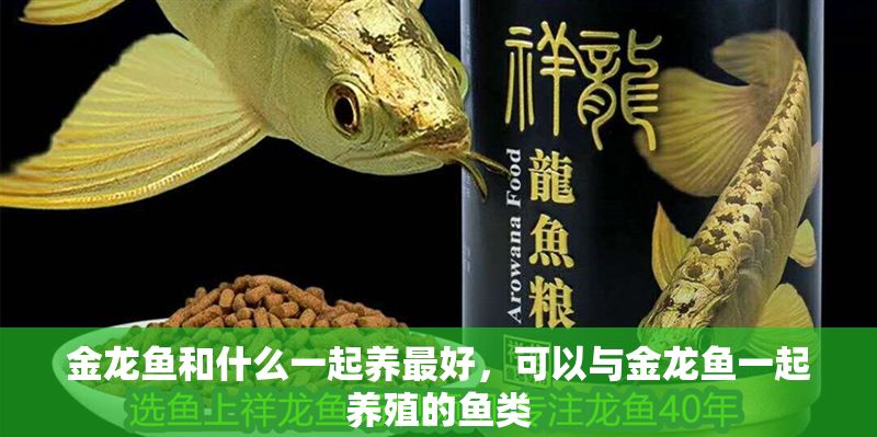 金龍魚和什么一起養最好，可以與金龍魚一起養殖的魚類 金龍魚和什么一起養最好，可以與金龍魚一起養殖的魚類 龍魚百科 第2張