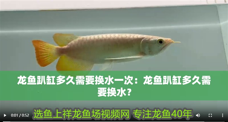 龍魚(yú)趴缸多久需要換水一次：龍魚(yú)趴缸多久需要換水？