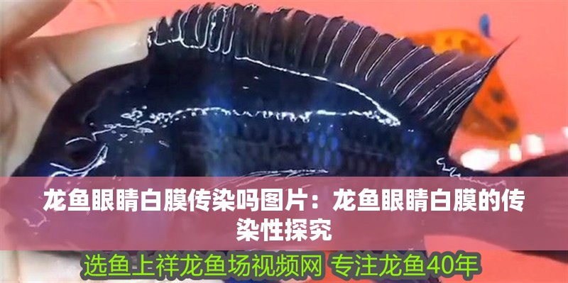 龍魚眼睛白膜傳染嗎圖片：龍魚眼睛白膜的傳染性探究