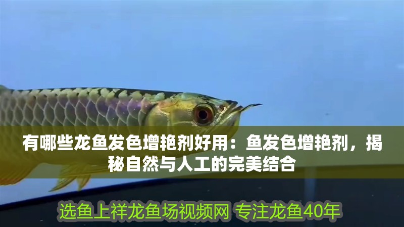 有哪些龍魚發色增艷劑好用：魚發色增艷劑，揭秘自然與人工的完美結合