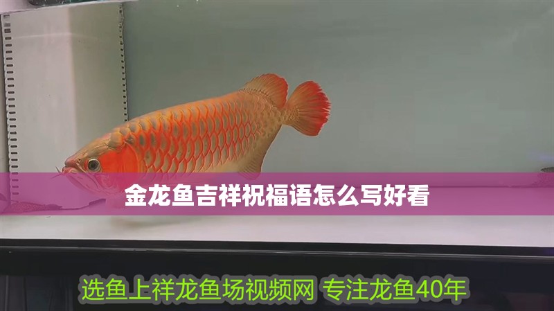 金龍魚吉祥祝福語怎么寫好看 金龍魚吉祥祝福語怎么寫好看 龍魚百科
