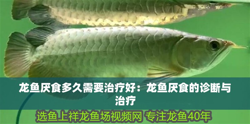 龍魚厭食多久需要治療好：龍魚厭食的診斷與治療