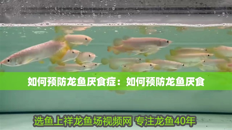 如何預防龍魚厭食癥：如何預防龍魚厭食