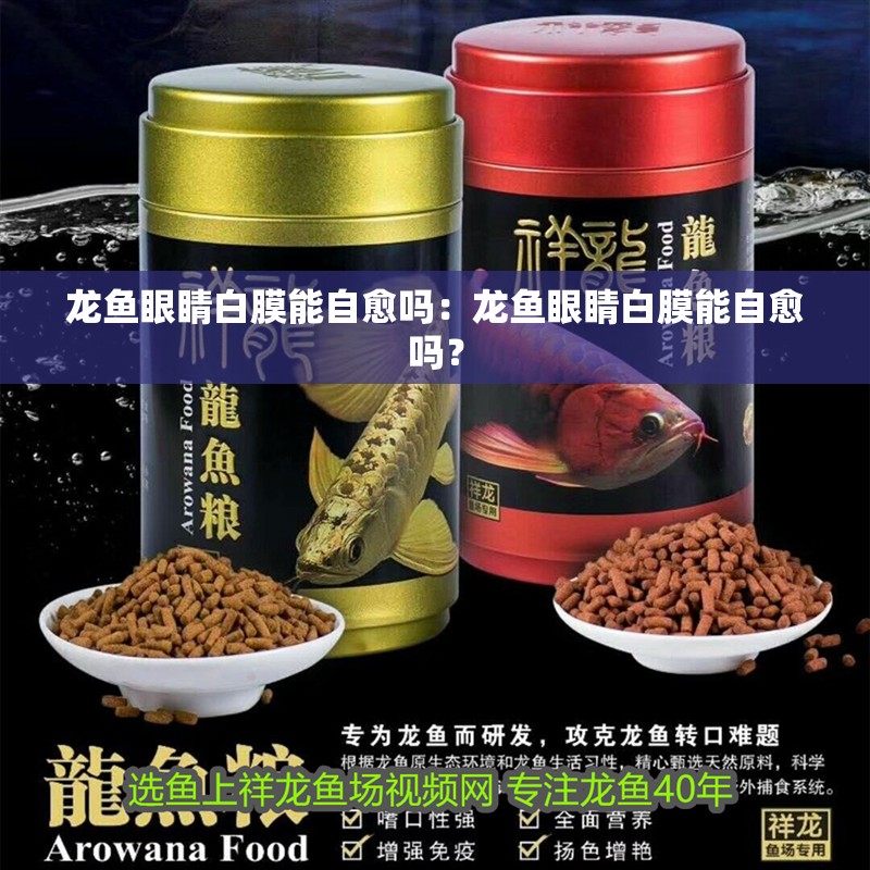 龍魚眼睛白膜能自愈嗎：龍魚眼睛白膜能自愈嗎？