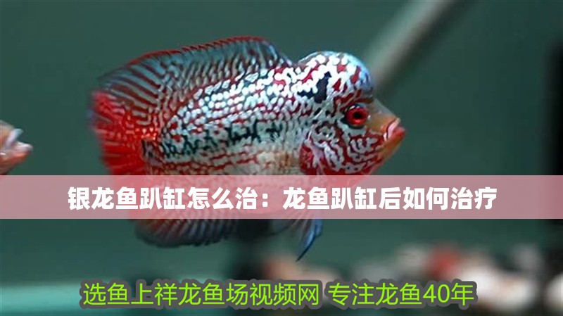 銀龍魚趴缸怎么治：龍魚趴缸后如何治療