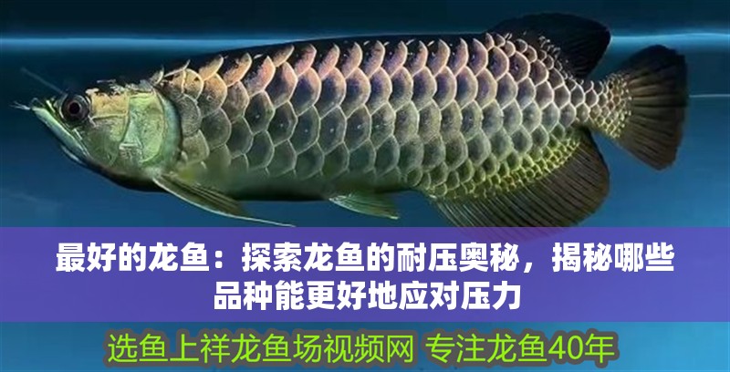 最好的龍魚：探索龍魚的耐壓奧秘，揭秘哪些品種能更好地應對壓力