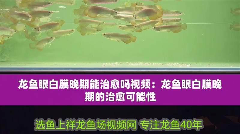 龍魚眼白膜晚期能治愈嗎視頻：龍魚眼白膜晚期的治愈可能性