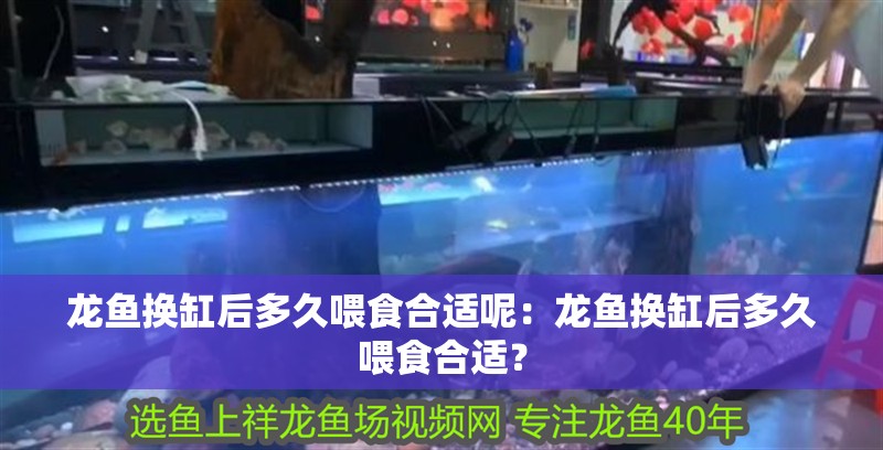 龍魚換缸后多久喂食合適呢：龍魚換缸后多久喂食合適？
