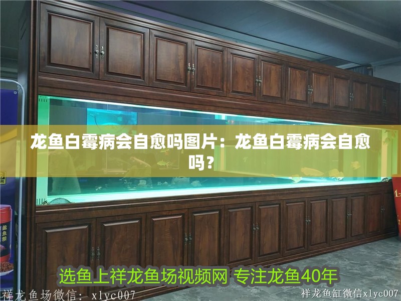 龍魚白霉病會(huì)自愈嗎圖片：龍魚白霉病會(huì)自愈嗎？
