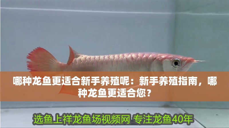 哪種龍魚更適合新手養殖呢：新手養殖指南，哪種龍魚更適合您？