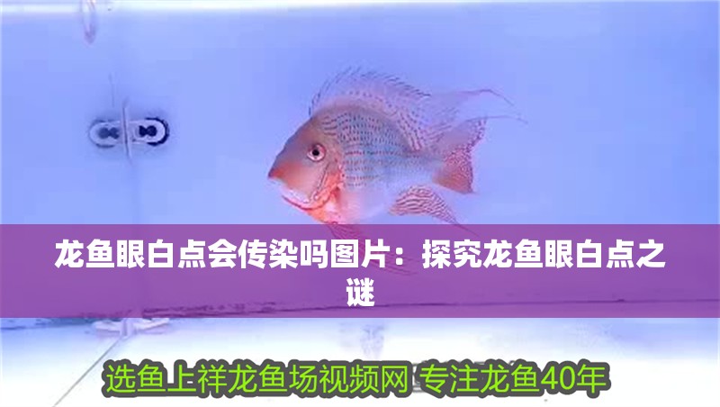 龍魚眼白點(diǎn)會(huì)傳染嗎圖片：探究龍魚眼白點(diǎn)之謎