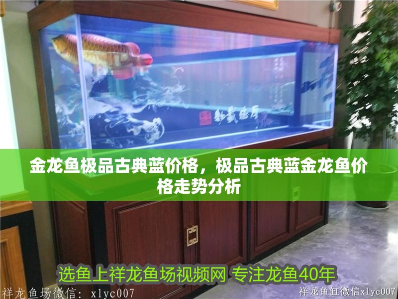 金龍魚極品古典藍價格，極品古典藍金龍魚價格走勢分析