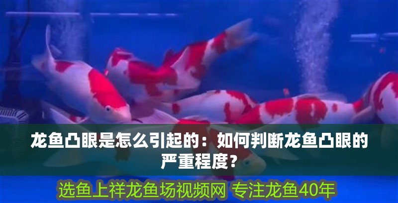 龍魚凸眼是怎么引起的：如何判斷龍魚凸眼的嚴重程度？
