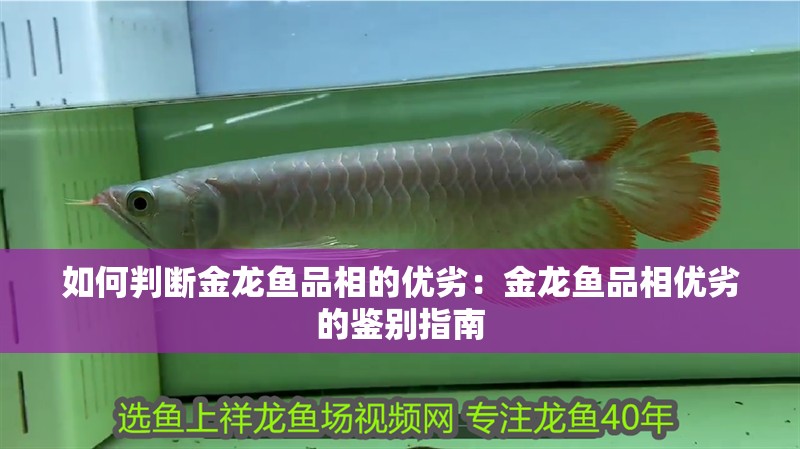如何判斷金龍魚品相的優(yōu)劣：金龍魚品相優(yōu)劣的鑒別指南