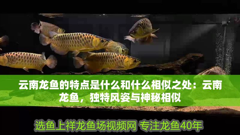 云南龍魚的特點是什么和什么相似之處：云南龍魚，獨特風(fēng)姿與神秘相似