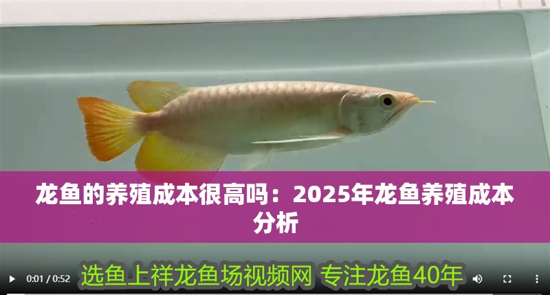 龍魚的養(yǎng)殖成本很高嗎：2025年龍魚養(yǎng)殖成本分析