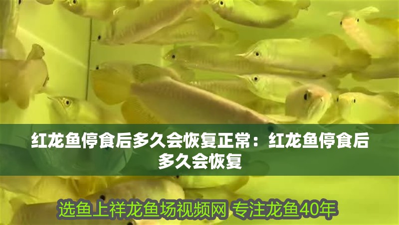 紅龍魚停食后多久會恢復正常：紅龍魚停食后多久會恢復