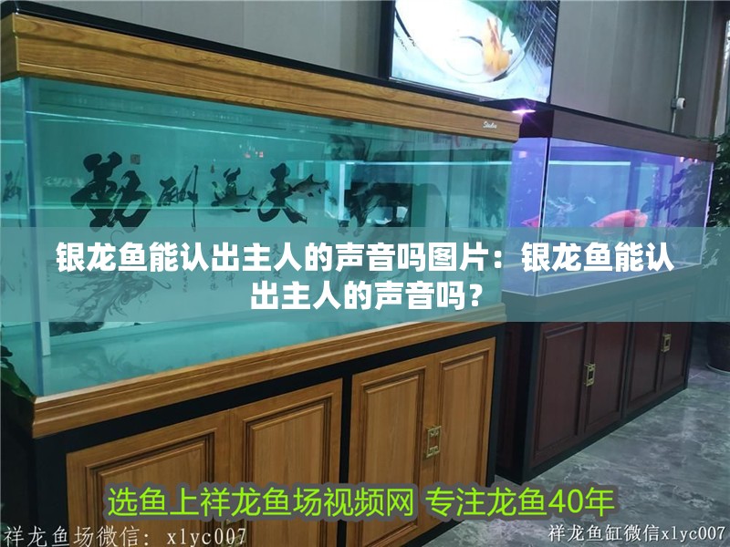 銀龍魚能認出主人的聲音嗎圖片：銀龍魚能認出主人的聲音嗎？