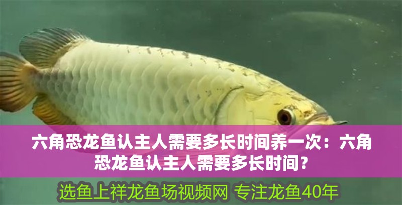 六角恐龍魚認主人需要多長時間養一次：六角恐龍魚認主人需要多長時間？