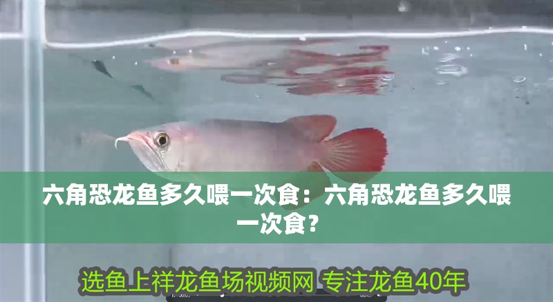 六角恐龍魚多久喂一次食：六角恐龍魚多久喂一次食？