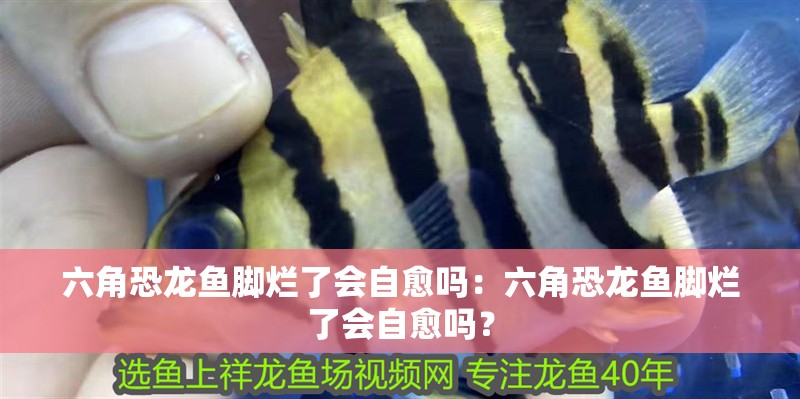 六角恐龍魚腳爛了會自愈嗎：六角恐龍魚腳爛了會自愈嗎？ 六角恐龍魚腳爛了會自愈嗎：六角恐龍魚腳爛了會自愈嗎？ 水族問答