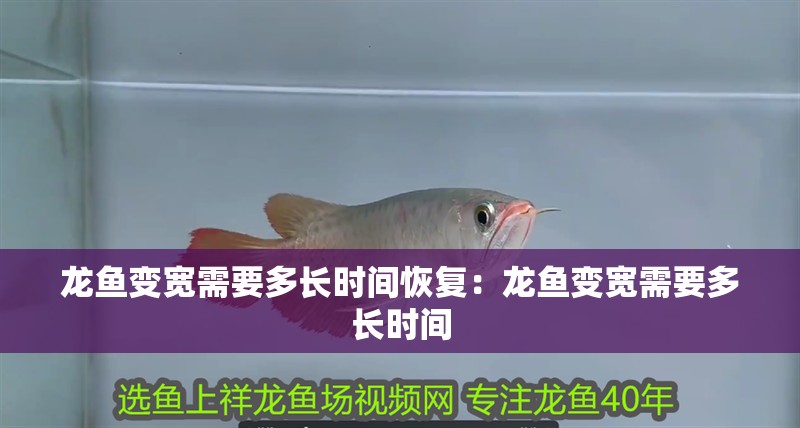 龍魚變寬需要多長時間恢復：龍魚變寬需要多長時間