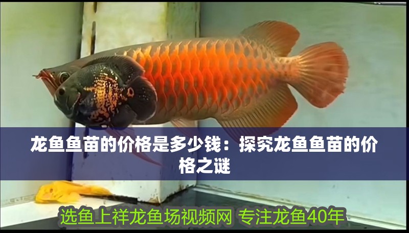 龍魚魚苗的價格是多少錢：探究龍魚魚苗的價格之謎