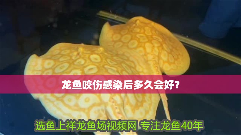 龍魚咬傷感染后多久會好？