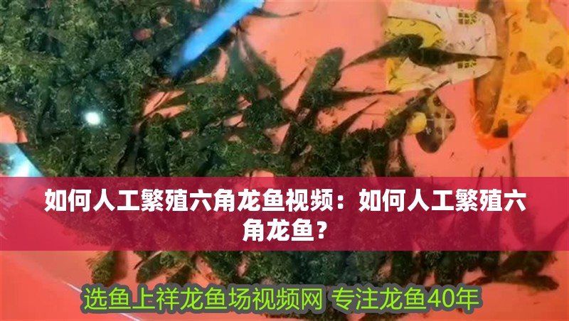 如何人工繁殖六角龍魚視頻：如何人工繁殖六角龍魚？