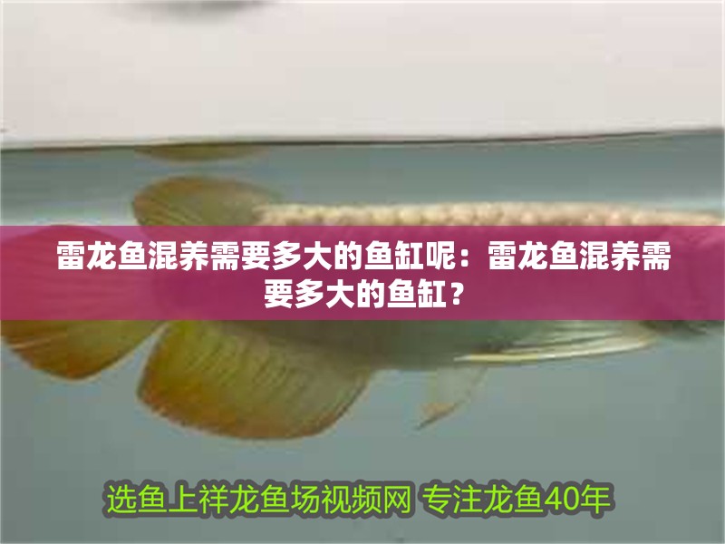 雷龍魚混養需要多大的魚缸呢：雷龍魚混養需要多大的魚缸？