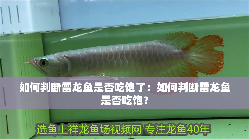 如何判斷雷龍魚是否吃飽了：如何判斷雷龍魚是否吃飽？