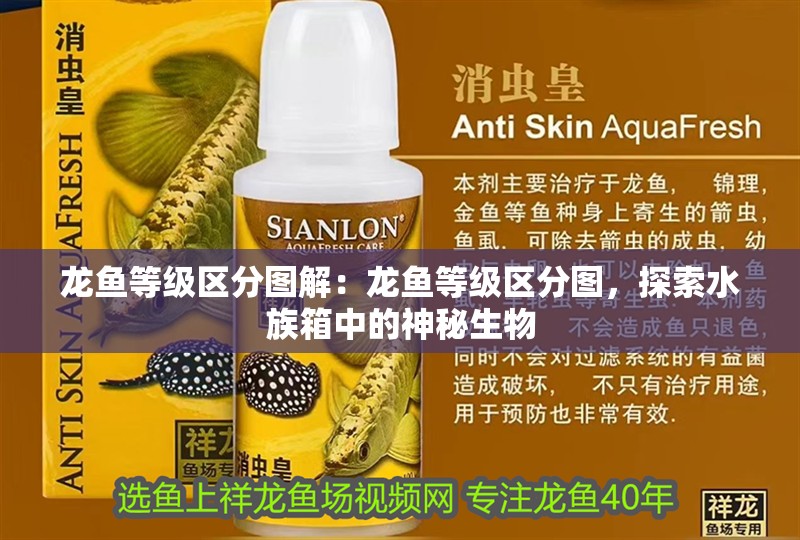 龍魚等級區分圖解：龍魚等級區分圖，探索水族箱中的神秘生物