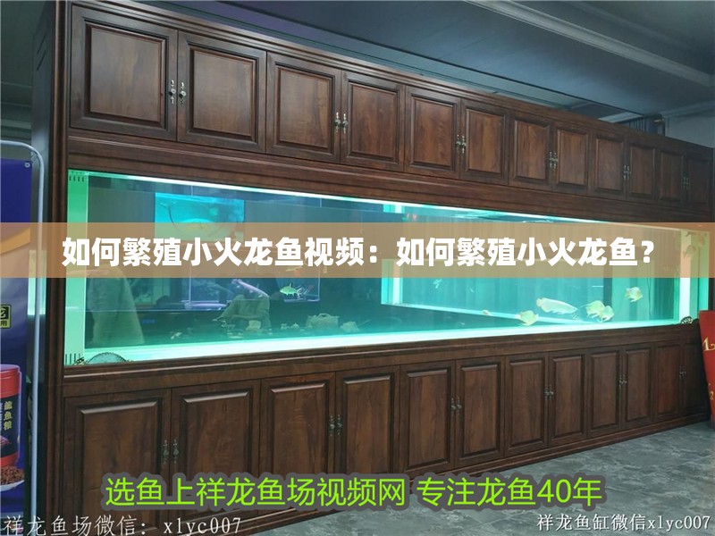 如何繁殖小火龍魚視頻：如何繁殖小火龍魚？