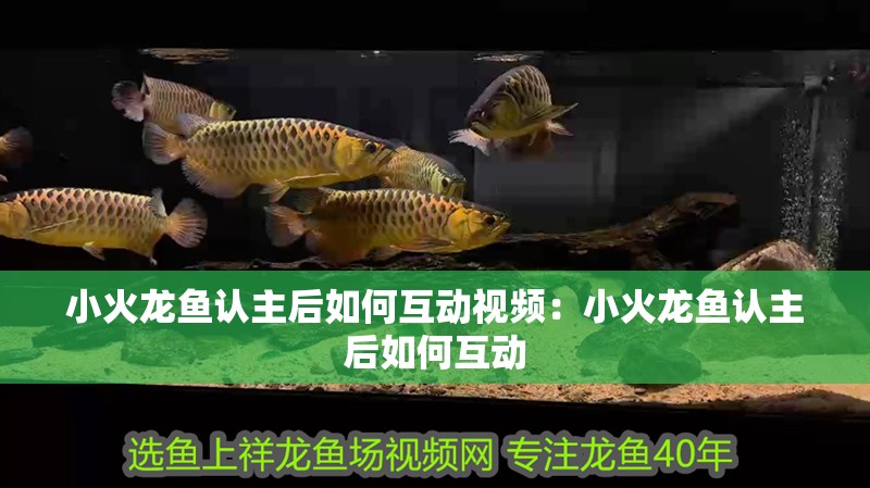 小火龍魚認主后如何互動視頻：小火龍魚認主后如何互動